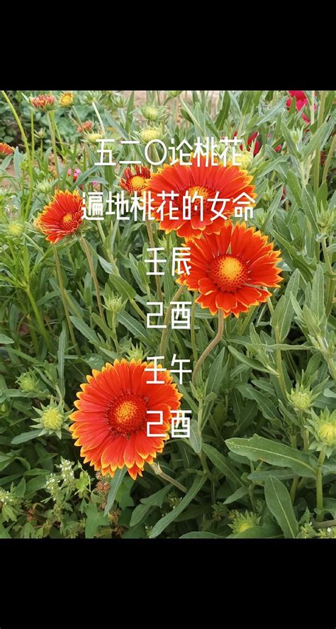 桃花旺女